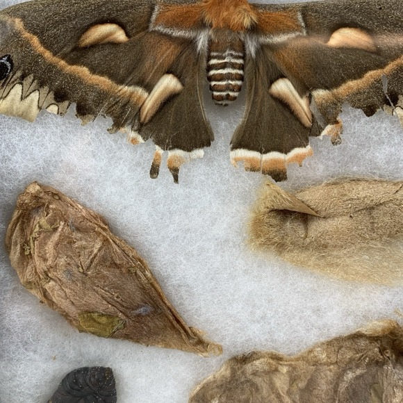 Vintage Shadowbox Framed Cecropia Moth Taxidermy Cocoon Life Cycle Specimen Art - Picture 7 of 16